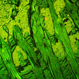 Микроскоп люминесцентный MAGUS Lum 450L, изображение 21