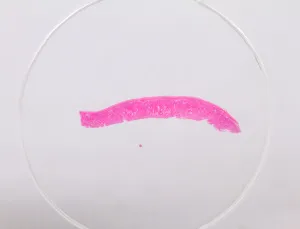 Набор микропрепаратов Konus 10: «Естественные науки», изображение 6