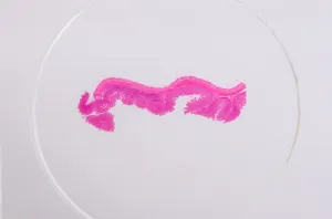 Набор микропрепаратов Konus 25: «Человеческое тело», изображение 7