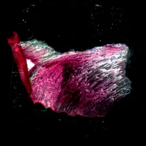 Микроскоп стереоскопический MAGUS Stereo A18T, изображение 3