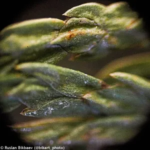 Микроскоп Levenhuk Rainbow 50L PLUS, изображение 23